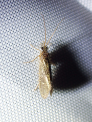 Annulipalpia