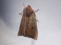 Orthosia mys