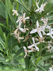 Pavetta glaucophylla