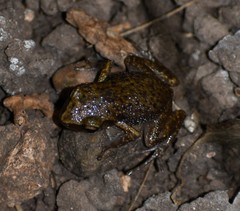 Eleutherodactylus campi