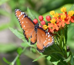Danaus gilippus