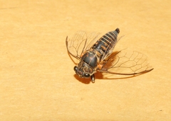 Myopsalta mackinlayi