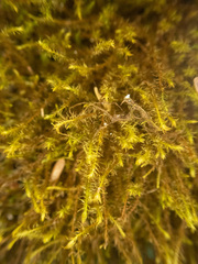 Herbertus dicranus