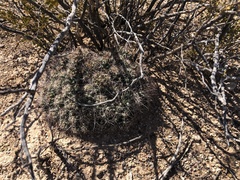 Coryphantha macromeris