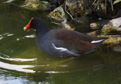Gallinula galeata