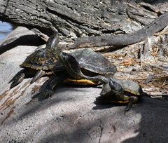 Trachemys scripta elegans
