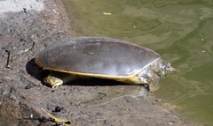 Apalone spinifera