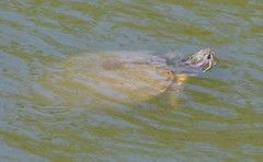 Trachemys scripta elegans