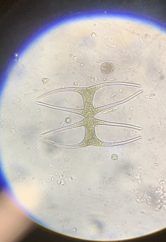 Micrasterias arcuata
