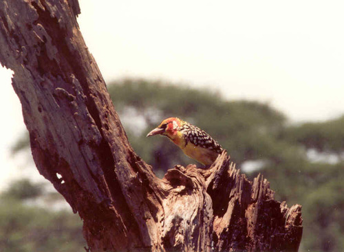 Red-and-yellow Barbet