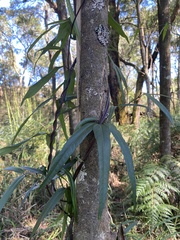 Parsonsia brownii