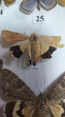 Noctua fimbriata