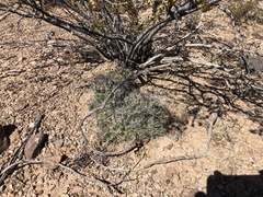 Coryphantha macromeris