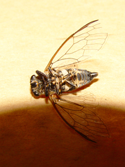Myopsalta mackinlayi
