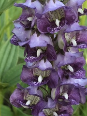 Angelonia
