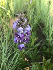 Angelonia