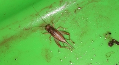 Insecta