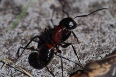 Camponotus obscuripes
