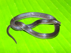 Coffee Earth Snake photo 3