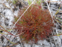 Mandevilla myriophylla