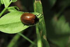 Plagiodera erythroptera