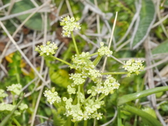 Gingidia decipiens