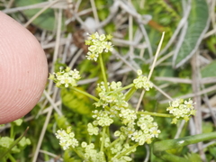 Gingidia decipiens