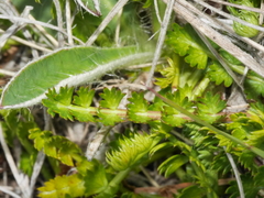 Gingidia decipiens