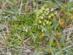 Gingidia decipiens