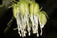 Chorilaena quercifolia