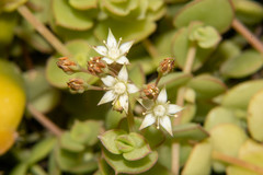 Crassula pellucida marginalis