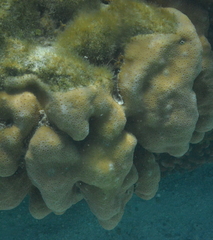 Goniastrea stelligera