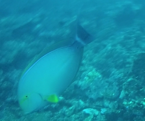Pinna observed 2019-12-07