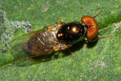 Microchrysa bicolor