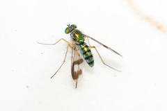 Austrosciapus connexus