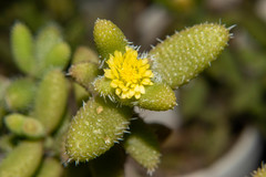 Delosperma echinatum