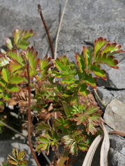 Acaena glabra