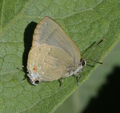 Allosmaitia strophius