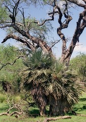 Trithrinax campestris