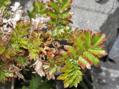 Acaena glabra