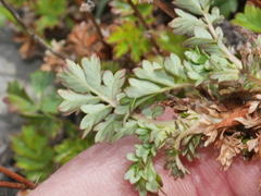 Acaena glabra