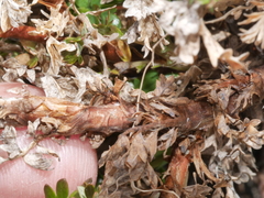 Acaena glabra