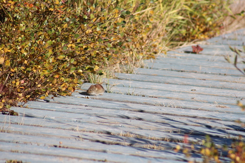 Northern Red-backed Vole