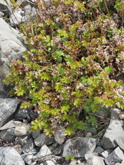 Acaena glabra