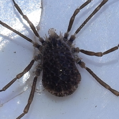 Ortholasma levipes