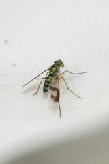 Austrosciapus connexus