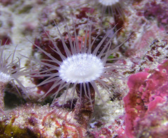 Palythoa mizigama