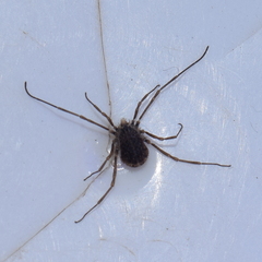 Ortholasma levipes