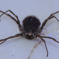 Ortholasma levipes