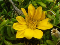 Gazania maritima